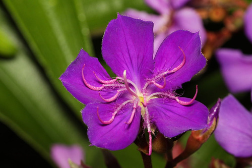 300 Sementes Quaresmeira Roxa Tibouchina Granulosa Árvore