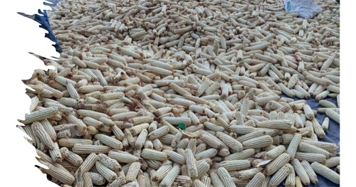 Semilla De Maiz Para Grano Blanco Para Temporal Y Riego 5kg