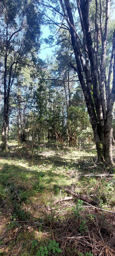 Venta Parcela Villarrica Altos De Pino Huacho (173215)