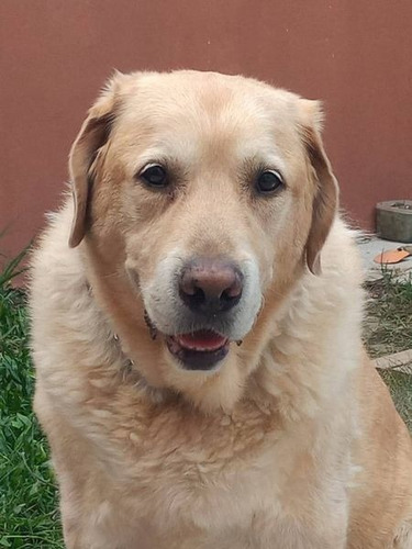Imagen 3 de 8 de Guarderia Y Pensionado Canino - Sin Caniles - Zona Noroeste
