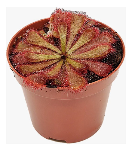 Plantas Carnívoras: Drosera Spatulata