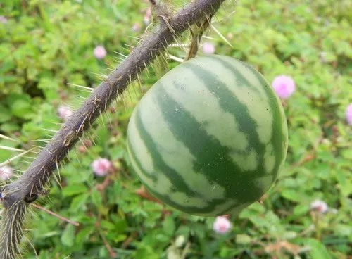 Arrebenta-cavalo ou Melancia-da-praia – Farmácia da Natureza