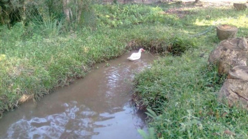 Imagem 23 de 25 de Imóvel No Balneário Gaivota, Em Itanhaém, Com Bom Espaço Para Plantio, Analisa Proposta À Vista Ref: 4442/ac