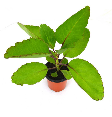 Imagen 1 de 4 de Planta De Kalanchoe Pinnata Exótica Medicinal Envio Gratis