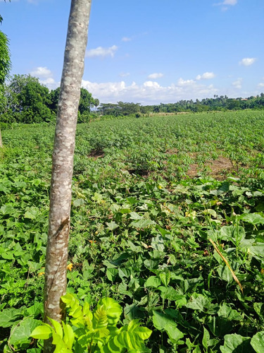 Te Vendo Terreno En Puñal Cerca De Santiago Y La Vega 