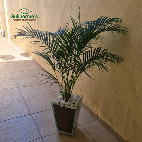 Palmeira Areca No Vaso De Vidro Com Rodinhas