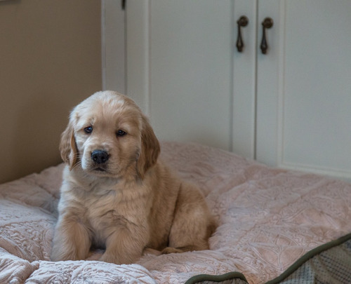 Cachorras Golden Retriever 100% Premium, Preciosas