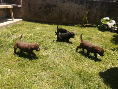Cachorros Labrador Retriever Chocolate Padres Con Pedigree