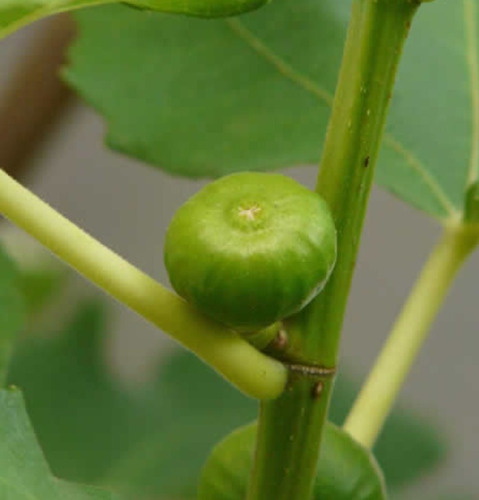 100 Semillas De Higuera Común - Ficus Carica