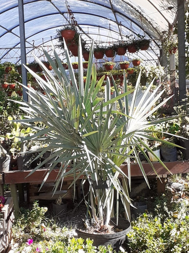 Palmera Bismarckia Nobilis 110lts (seña)