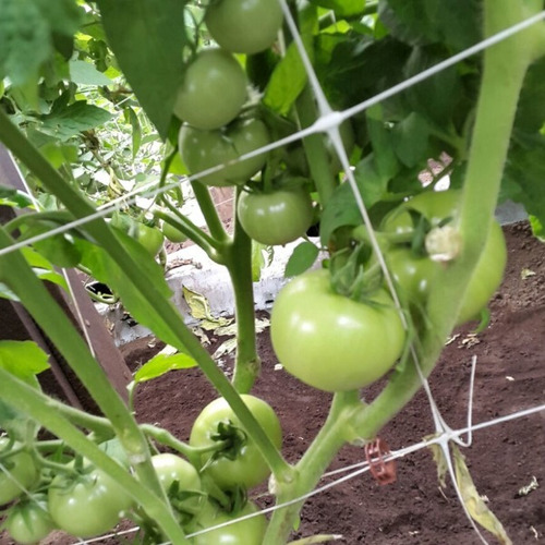 Malla Para Soporte De Tomates 1.5x200m Cuadro De 25x25cm