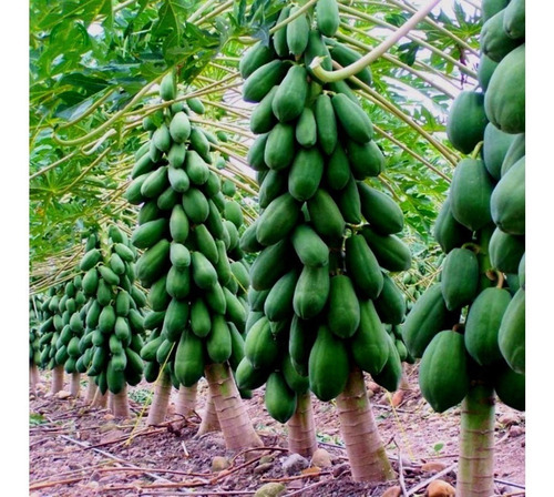 100 Sementes De Mamão Papaia Gigante