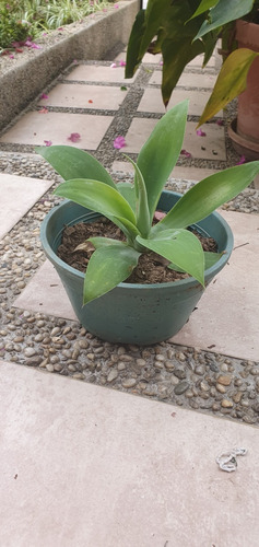 Planta De Agave  10cm Aproximadamente.