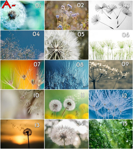Imagen 5 de 8 de Biombo Separador Impresos Naturaleza - Precio Por Hoja