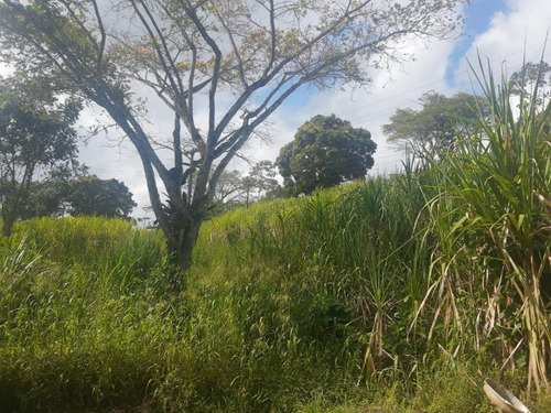Imagem 7 de 9 de Sítio / Chácara Para Venda Em Murici, Zona Rural - In - 005_1-1697775