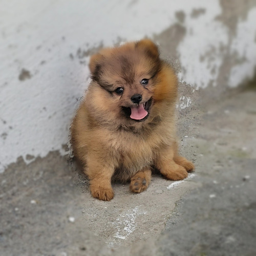 Pomerania Carita De Oso Minitoy