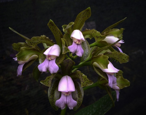 Cattleya Leopoldii Coerulea - 55773  Envasada (planta  Foto)