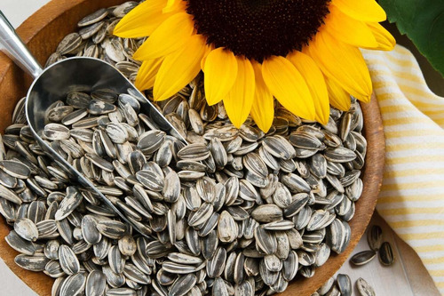 Semillas De Girasol Gigante