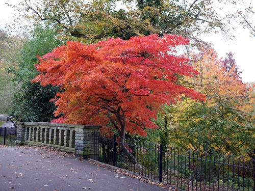 Imagen 1 de 8 de Arbol Acer Arce Japonés, Arce Enano 20lts