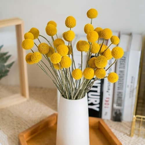 * 40 Unidades De Flores Secas De Craspedia, Bolas De Billy