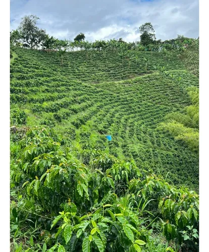 Se Vende Finca Cafetera Tecnificada En Armenia - Quindío