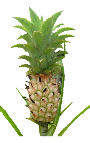 Bromelia Anana Nanus 