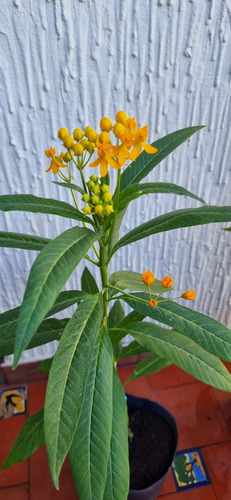 Asclepia Curassavica Silky Gold Flor Amarilla
