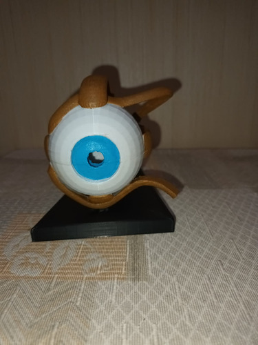 Anatomía Ojo Humano