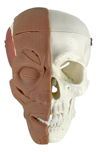 Crânio Anatomic Com Músculos Faciais Anatomic