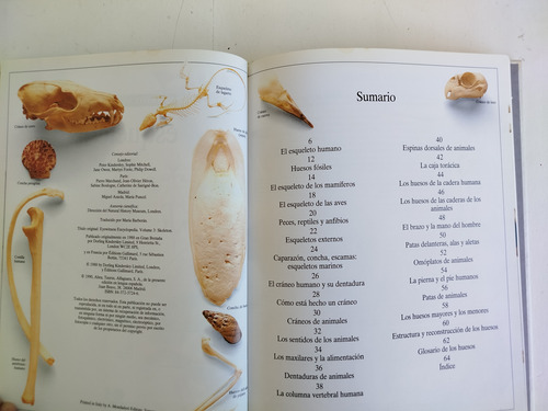 Libro Esqueletos-biblioteca Visual Altea-1990