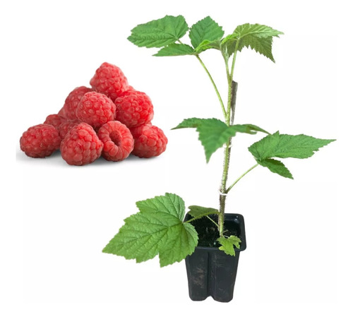 Plantin Frambuesa Ruby