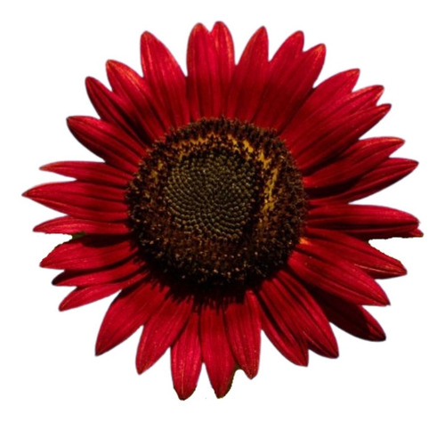 Imagem 1 de 3 de Sementes De Girassol Sol Vermelho