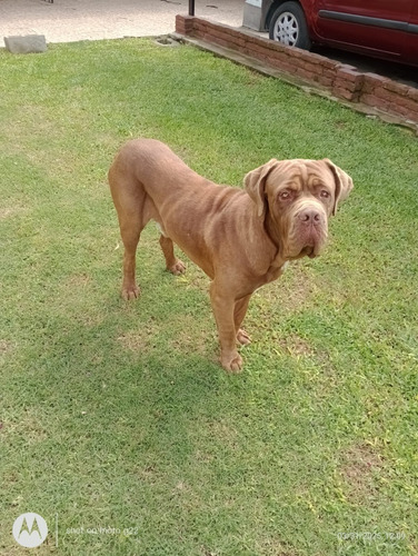 Mastin Napolitano Macho Busca Novia