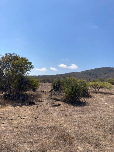 Imagen 10 de 16 de Sitio Condominio Foresta De Zapallar/ruta 5 Norte