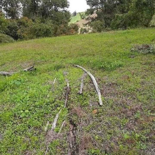 Terreno De 13.544 Mts En Marinilla Con Árboles De Aguacates