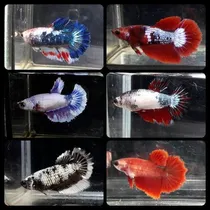 Comprar Peixe Bettas De Linhagem, 10 Fêmeas Plakat