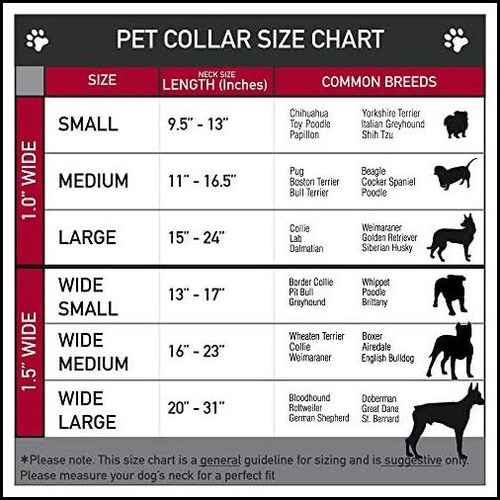 Collar De Perros Del Cinturón De Seguridad De La Hebilla & &