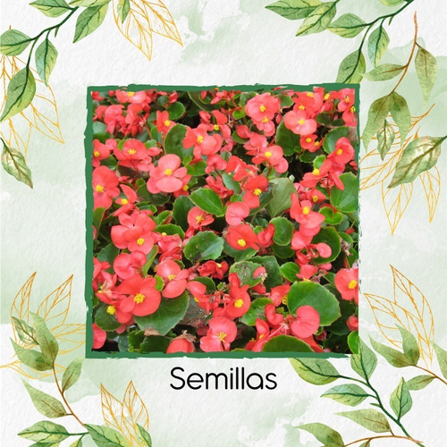 400 Semillas De Flor Begonia Pichón + Obsequio Germinación | MercadoLibre