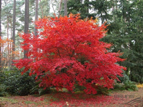 Acer Atropurpureum 10lts