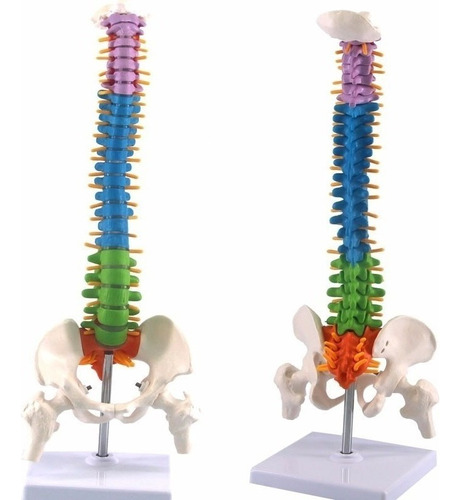 Modelo De Anatomía De La Columna Vertebral Humana