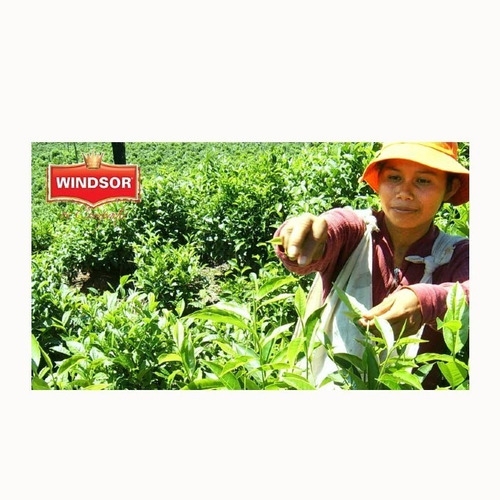 Infusión Mate De Coca