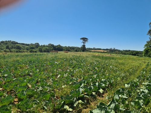 Imagem 11 de 14 de Terreno