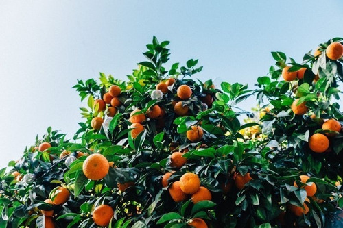 Frutales Citricos Mandarinos Injertados!!!