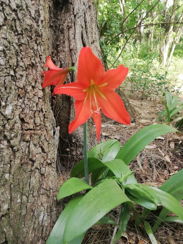 Amaryllis Roja Centro Amarillo