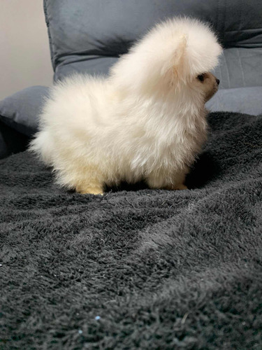 Filhotes De Spitz Alemão