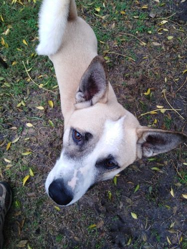 Imagen 1 de 2 de Perro De 3 Años Se Regala, Por Cambio De Domicilio,