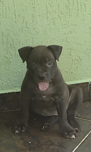 Imagem 2 de 5 de American Bully Com Pedigree Nascido Dia 6 Julho Já Vacinado