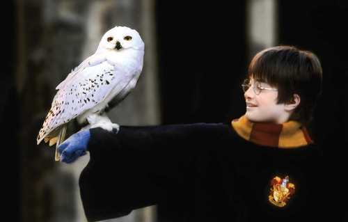 Imagen 4 de 6 de Harry Potter: The Postcard Collection -colección De Postales