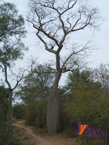 Imagen 6 de 10 de Venta Campo Pluma De Pato 700ha Salta-