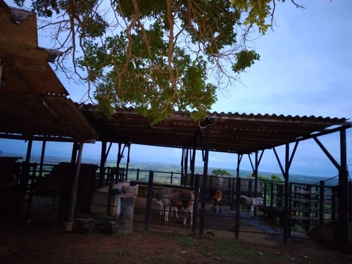 Imagen 9 de 13 de Yohandys Vende Finca En San Juancito Estado Falcón